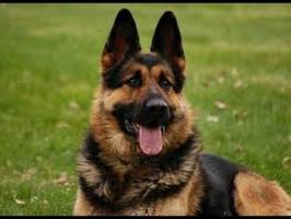 Veterinarias Sin datos  VENDO CACHORROS.